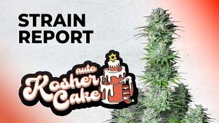 Kosher Cake Auto | Strain Review | Fast Buds | Hybrid