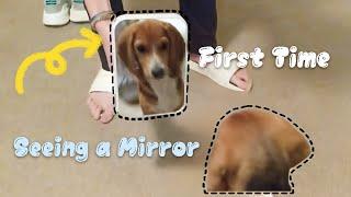 Four month old beagle puppy seeing a mirror for the first time