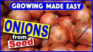 214  Seed Onions  Growing Made Easy  A Step by Step Guide