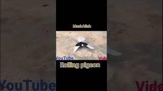 best roller pigeons mazee ke video ha #kabutar #pigeon #shorts #fancypigeon #highflyingpigeons