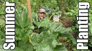 Summer Succession Planting for a Continuous Harvest & Higher Yields