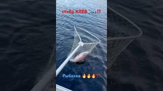 Супер клёв‼️ Сегозеро 2025‼️ #shortvideo #рыбалка #карелия #fishing #рыба #форель #tiktok #trend
