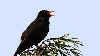Song and calls of the Blackbird
