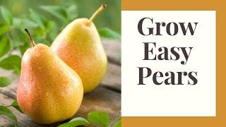 Growing Great Pears For Beginners: Zone 6