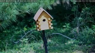 Berea Bird Cam