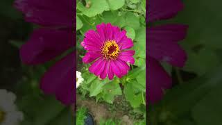 Zinnia in my garden. seed2stem