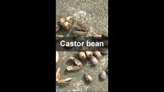 how to get Ricinus Communis seeds from pods How To Collect Castor Bean Seeds by machine at home