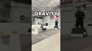 𝐈𝐭'𝐬 𝐟𝐥𝐲𝐢𝐧𝐠 𝐭𝐢𝐦𝐞 #flyingdog #race #obstaclerace #canine #dograce #gravity #antigravity