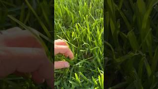 This ain’t Tall Fescue!! #enjoythemow #diylawncare #lawntips  #lawn #lawnmaintenance