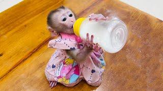 Adorable videos Baby Monkeys raving Milk!