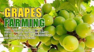 BEST GRAPES FARMING | 100K START-UP CAPITAL PERO PWEDENG KUMITA UP TO 3.5M SA PAGBEBENTA NG CUTTINGS