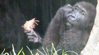 小金剛Ringo愛喝雨水Ringo likes drinking rainwater#金剛猩猩 #gorilla