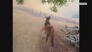 Good Samaritans rescue 30 horses from nearby grass fire