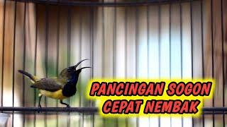 PANCINGAN PENGGACOR SEMUA SOGON LANGSUNG IKUT NEMBAK‼️PENJEBOL EMOSI SOGON LAWAN