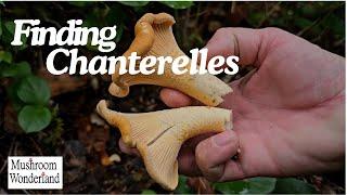 Finding Chanterelle Mushrooms