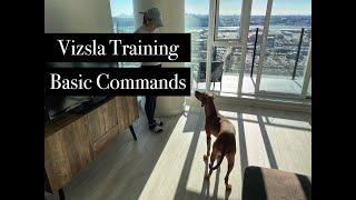 Vizsla Training Basic Commands | 8-Month-Old Vizsla