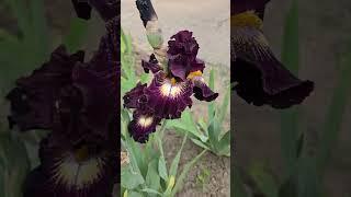 #iris #garden #flowers #floriculture #plants #perennial #botany #bloom #beautiful #ирис #сад #цветы