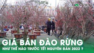 Đào Rừng Rục Rịch Xuống Phố Hà Nội, Giá Bán Ra Sao? | Báo Dân Việt