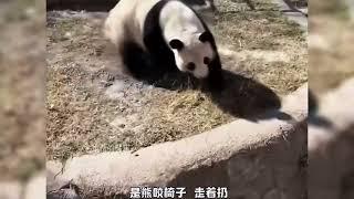 #panda 搞笑熊猫系列-天津动物园喜乐熊猫的暴脾气，凳子事件持续发酵