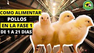 COMO ALIMENTAR POLLOS CORRECTAMENTE(Fase 1)(Pollitos Entre 1-21 Dias)