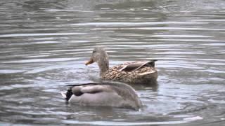 Capital Naturalist: Mallards Feeding