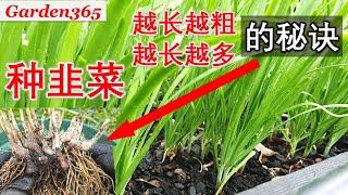 【韭菜种植】种韭菜越长越粗光加肥还不够 |这几个因素一定要注意