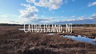 Cattus Island, NJ