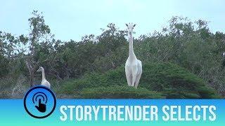 Amazing Albino Animals | StoryTrender Picks