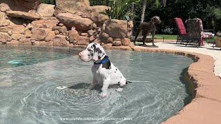 Great Dane Puppy Sits In the Pool & Watches Big Dog Sisters Run Zoomies & Swim