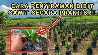 CARA PENYIRAMAN BIBIT SAWIT SECARA PRAKTIS ‼️