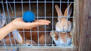 Watch these shelter bunnies react to their FIRST toy! 