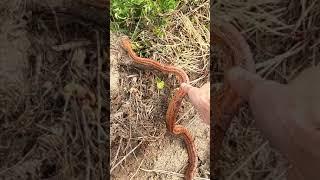 I  Really LIKE Corn Snake  #shorts