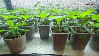 How to water seedlings when grown indoors.