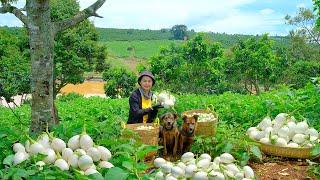 Harvesting Ca Phao Goes To Market Sell - Feeding Dogs, Planting, Cooking | Tieu Lien