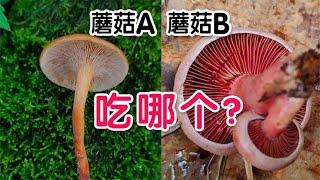 一个有毒，一个无毒，你能分清吗？毒蘑菇和可食蘑菇如此相似！