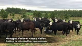 Target Weights for Heifer Development - Mizzou Repro