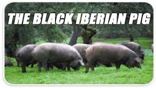 Raising The Black Iberian Pig For Meat