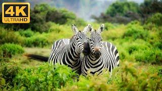 1 Hour of Stunning 4K Zebra Footage with Relaxing Music - The Ultimate Sleep Aid !