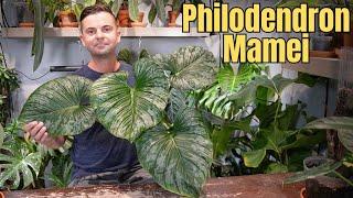 how to grow the best crawling philodendron