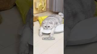 Ваш кот не ленивый, ему просто скучно  #милыеживотные #животные