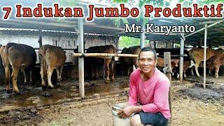 7 Sapi Indukan Super Jumbo || Master Breeding Blitar Bapak Karyanto.