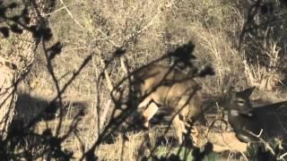 Wade Middleton Takes a Buck with His Bow