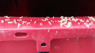 Millions of Maggots in Organic Waste Bin