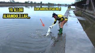 JALA IKAN DI SUNGAI MUARA DAPAT BANYAK BANDENG BELANAK