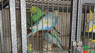 Budgie play time