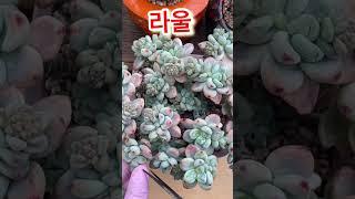 [초보다육맘]꽃 구경 못 하는 꽃 多肉植物 たにくしょくぶつ Korean Succulent