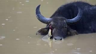 Buffalo and soft shelled terrapin | Leopard Trails