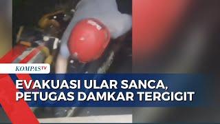 Damkar Tergigit saat Evakuasi Ular Sanca yang Resahkan Warga