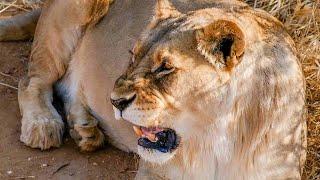 Lion Enrichment at The Namibia Wildlife Sanctuary | The Great Projects