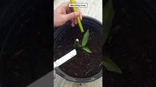 Revive dying lucky bamboo plant